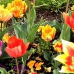 Blumen für die Leser zum Blog-Jubiläum