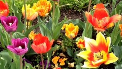 Blumen für die Leser zum Blog-Jubiläum