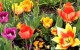 Blumen für die Leser zum Blog-Jubiläum
