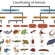 Klassifikation am Beispiel Tiere