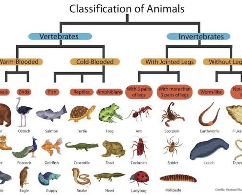 Klassifikation am Beispiel Tiere